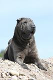 SHAR-PEI 237